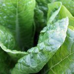 Las espinacas que pueden «hallar bombas»