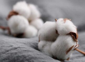 fibra de algodon