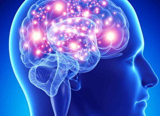 Las dendritas: el cerebro humano es más potente de lo que pensamos las dendritas