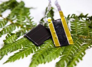 Almacenamiento de energía inspirado en Hojas de Helecho