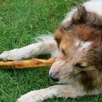 Pavlov habría ganado un premio científico por sus descubrimientos digestivos.