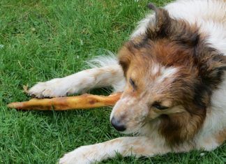 Pavlov: no todo lo que creías saber sobre él es cierto Pavlov habría ganado un premio científico por sus descubrimientos digestivos.