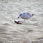 La ONU comenta que podria quedarse sin peces el mar ONU