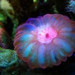 Los biotipos marinos: hogares artificiales para el ecosistema En algunas zonas de la costa de Tarragona; un equipo de naturalistas, buceadores y expertos en el área marina han instalado los llamados biotipos marinos. A estos se les caracteriza por estar fabricados por pequeñas estructuras artificiales que sirven de hogar para algas, esponjas y especies invertebradas como las medusas, peces, entre otros.