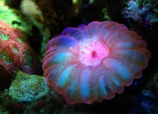 En algunas zonas de la costa de Tarragona; un equipo de naturalistas, buceadores y expertos en el área marina han instalado los llamados biotipos marinos. A estos se les caracteriza por estar fabricados por pequeñas estructuras artificiales que sirven de hogar para algas, esponjas y especies invertebradas como las medusas, peces, entre otros.