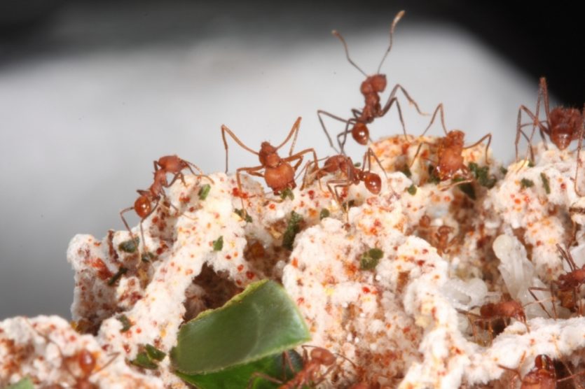 Fascinante mundo de las hormigas