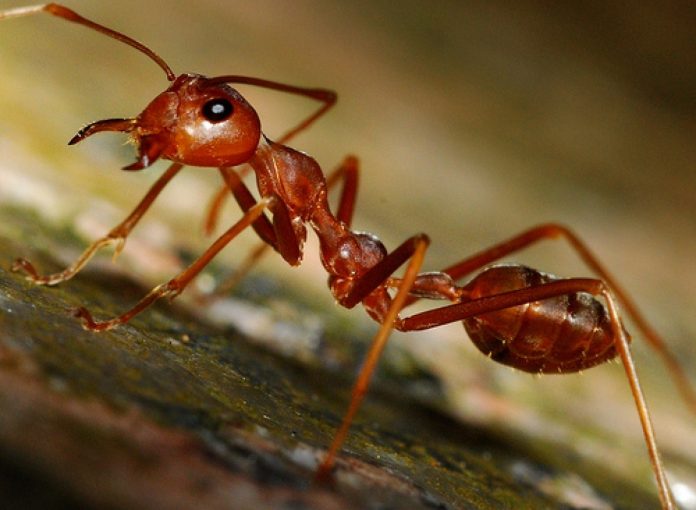 Hormigas y su modo de sobrevivir o morir