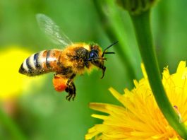 Las abejas, no deberían volar. Pero vuelan