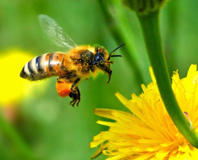 Las abejas, no deberían volar. Pero vuelan