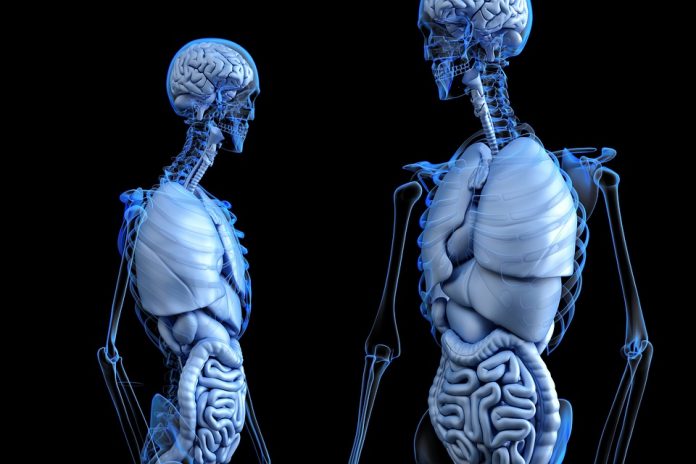 impresión de órganos en 3D