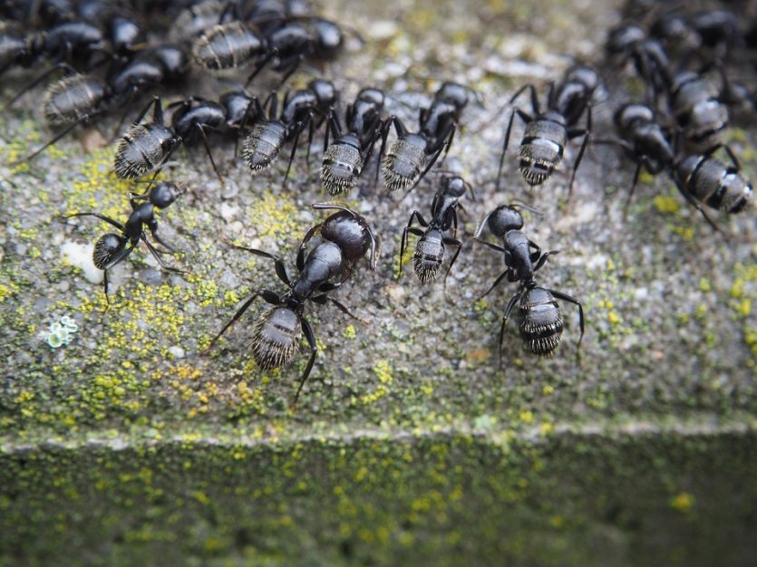 Las hormigas y su fascinante mundo