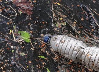 Ballena muere con 29 kilos de plástico en su estómago