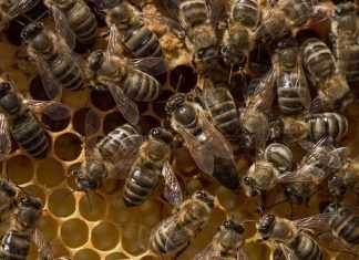 El cerebro de los humanos se parece mucho a las colmenas de abejas.