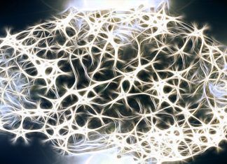 Las ondas ultralentas del cerebro tienen una gran importancia en la conciencia.