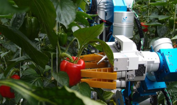 Robot para cosechar pimiento