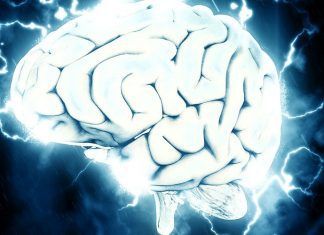 las neuronas. La vía Wnt. Un cerebro grande. El SpiNNaker. El secreto para generar neuronas nuevas. Científicos implantan cerebro en ratones