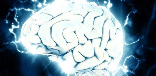 las neuronas. La vía Wnt. Un cerebro grande. El SpiNNaker. El secreto para generar neuronas nuevas. Científicos implantan cerebro en ratones