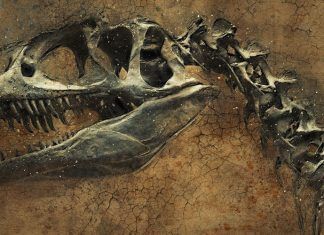 Un nuevo dinosaurio hallado en Magallanes despierta sorpresa Un fósil de dinosaurio es hallado en la región de Magallanes