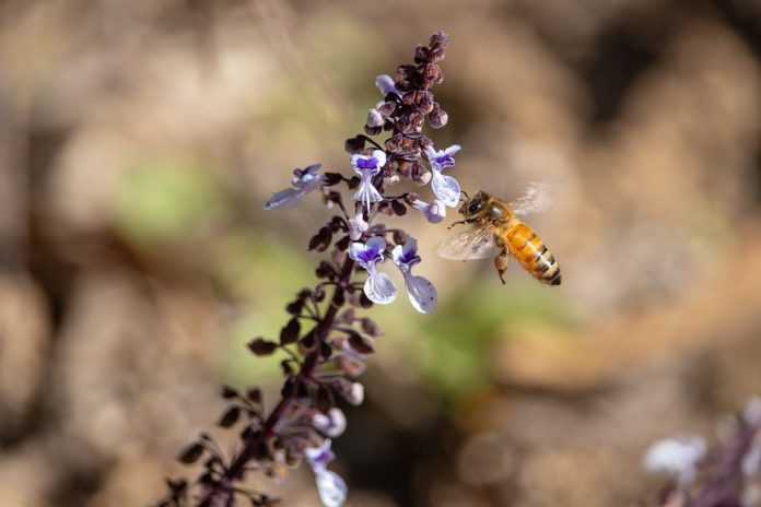 Uso de pesticidas que amenazan la vida de las abejas