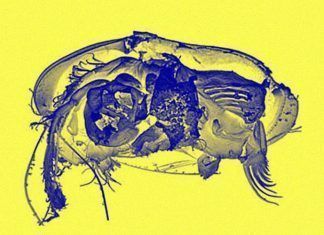 Colymbosathon ecplecticos extinto por el descomunal tamaño de su pene Colymbosathon ecplecticos
