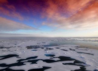 Fitoplancton del Ártico se posiciona como el más resistente de su especie Fitoplancton Ártico