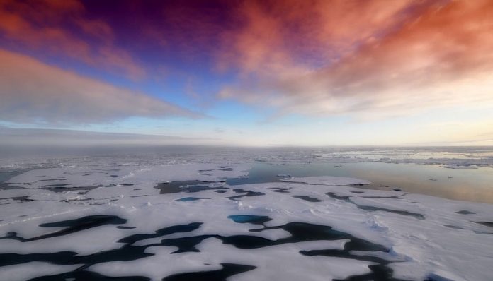 Fitoplancton Ártico