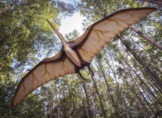 Los dinosaurios no solo incubaban sus huevos sentándose sobre ellos Los dinosaurios