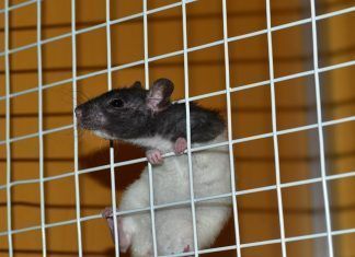 Los animales podrían recordar