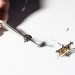 RoboFly, el primer mini robot capaz de volar por su cuenta RoboFly