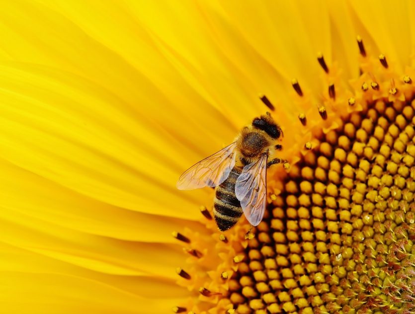 Uso de pesticidas que amenazan la vida de las abejas