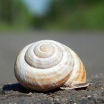 Trasplantar recuerdos