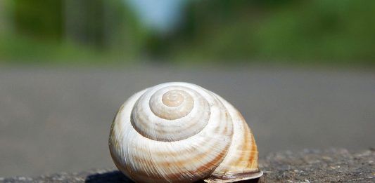 Trasplantar recuerdos