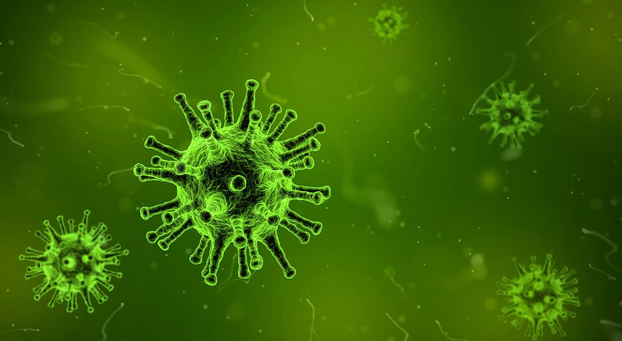 El senecavirus Virus Nipah