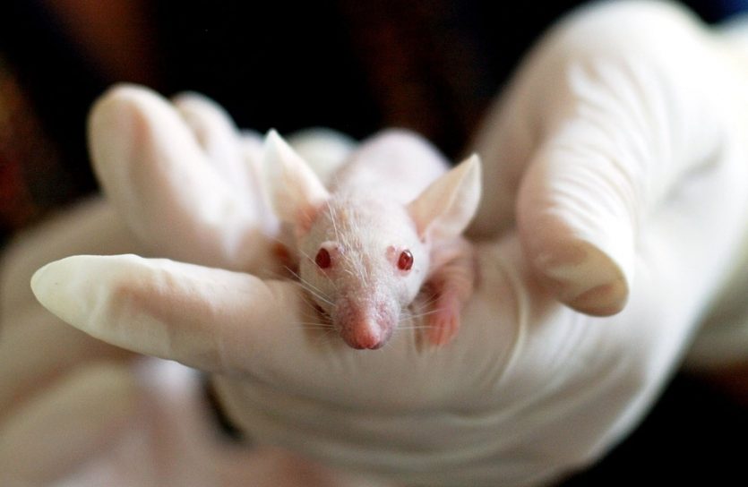 Neuronas nuevas en cerebro de ratón, esperanza para el humano