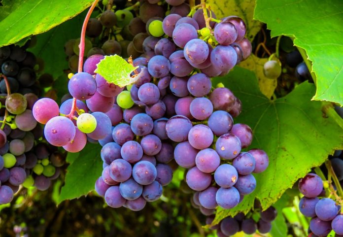 La uva contiene un compuesto que protege contra las alteraciones celulares del alzhéimer