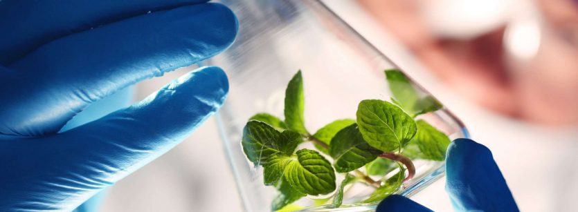 Biotecnología en los alimentos, avances en la industria de la comida