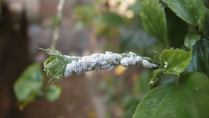 La comunicación vinculada entre las mariquitas y las hormigas en busca de las cochinillas de café