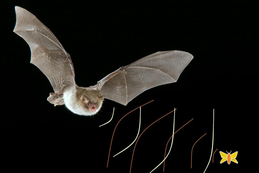 Los murciélagos y su ecolocalización de sus presas
