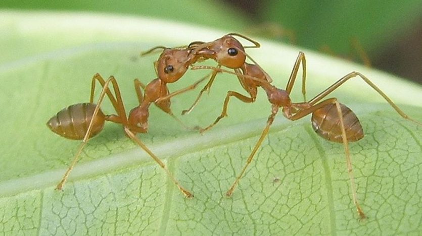 Comunicación de las hormigas