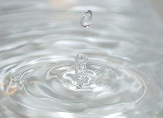 La moringa sería clave para filtrar las aguas