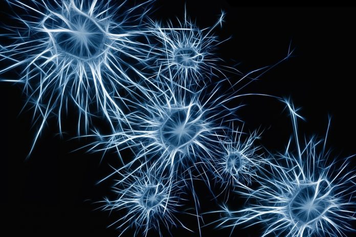 Neuronas nuevas en cerebro de ratón, esperanza para el humano
