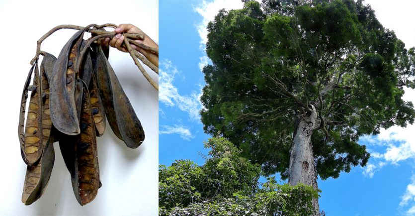 Descubiertas nuevas especies de Árbol solitario: Dinizia jueirana-facao