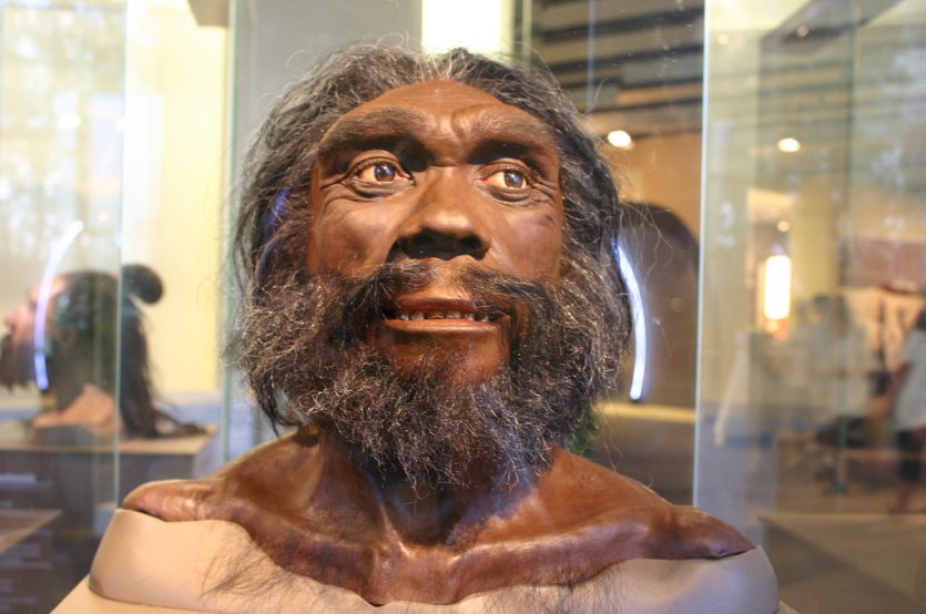 Evolución de la funcionalidad de las cejas desde el Homo heidelbergensis hasta la actualidad