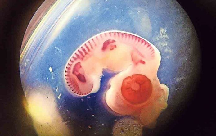Modificar embriones