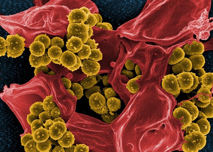 El mycoplasma genitalium se está volviendo resistente a los antibióticos