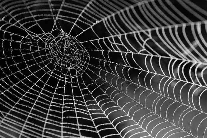 Las arañas tejen con una precisión magnifica