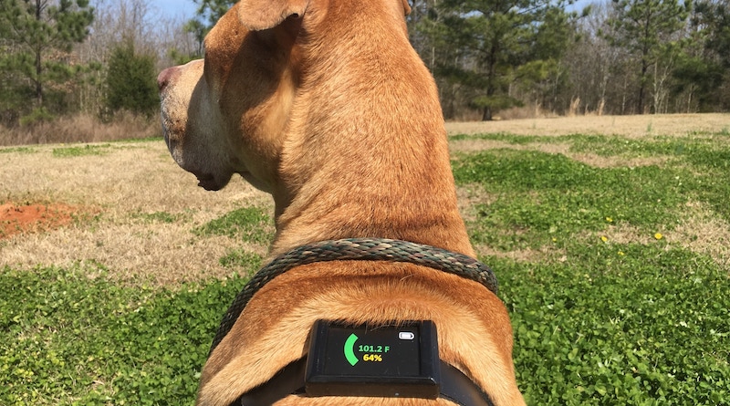 Tecnología que te permite saber el estado de salud de tu mascota