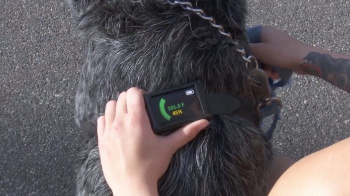 Tecnología que te permite saber el estado de salud de tu mascota