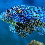 El veneno del Pez León es efectivo contra el cáncer