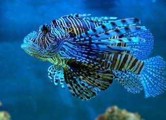 El veneno del Pez León es efectivo contra el cáncer